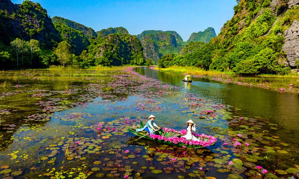 ninh-binh-water-lily-season